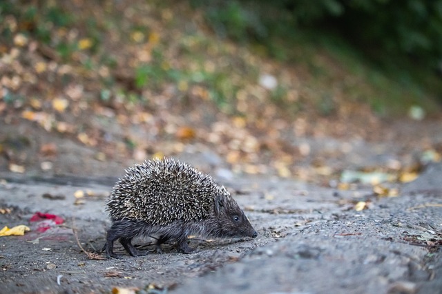 费德勒的职 费德勒的职