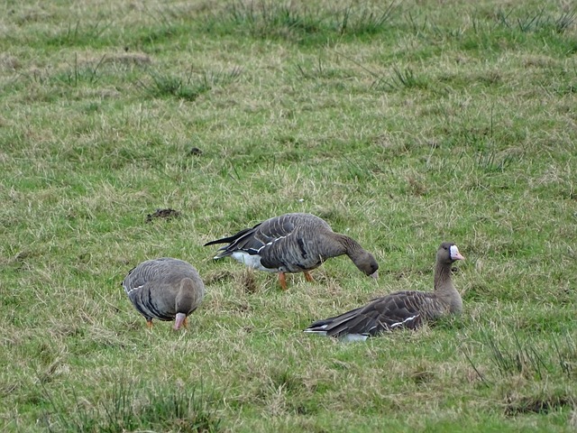 在没有长期 在没有长期